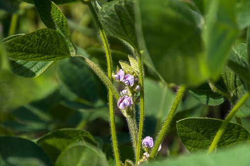 Stalk of a soybean plant with buds and blooming flowers on a soybean agricultural field. Soy in the period of active growth and maturation. Selective focus.