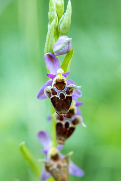 istock Horned Woodcock Orchid (Ophrys cornuta) 1255802475