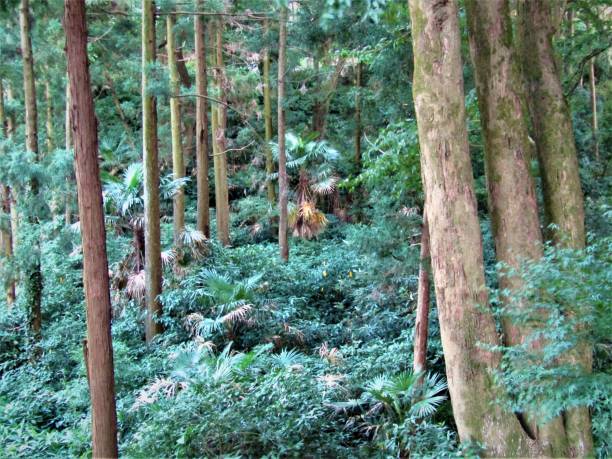 istock Japan. July. Japanese forest at sunset. 1255802615