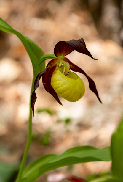 istock Lady`s Slipper Orchid (Cypripedium calceolus) 1255804511