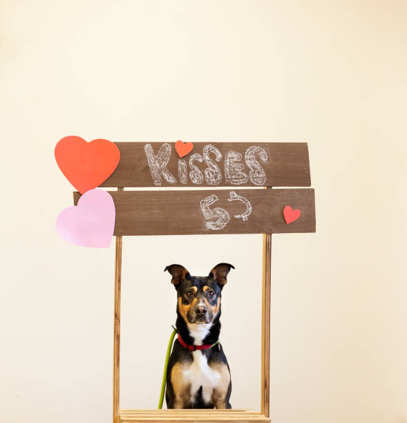 hund sitzt in küssen kabine für valentines - gee gee stock-fotos und bilder