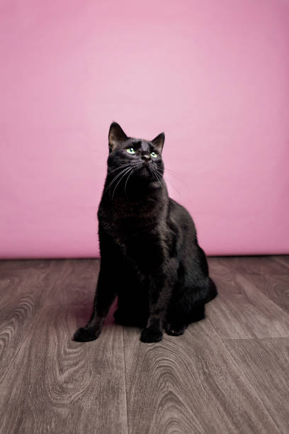 schwarze katze posiert für bild mit rosa hintergrund - gee gee stock-fotos und bilder