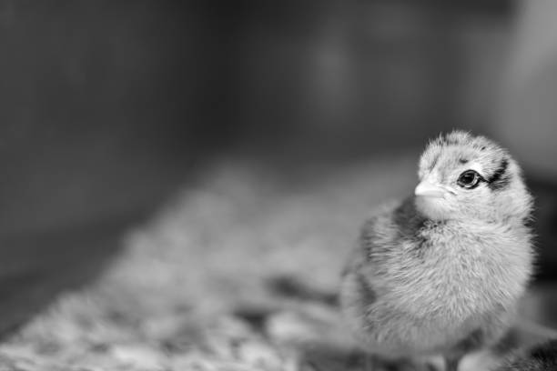 bambina di un giorno in covata - brooder foto e immagini stock