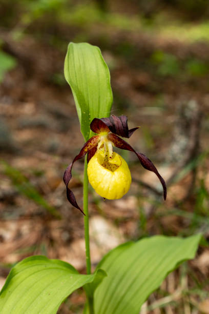 istock Lady`s Slipper Orchid (Cypripedium calceolus) 1255805922