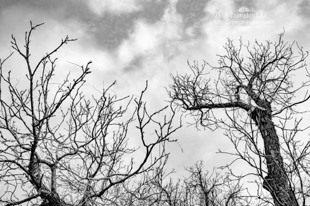istock Looking up at cloudy sky with barren tree branches in black and white 1255806617