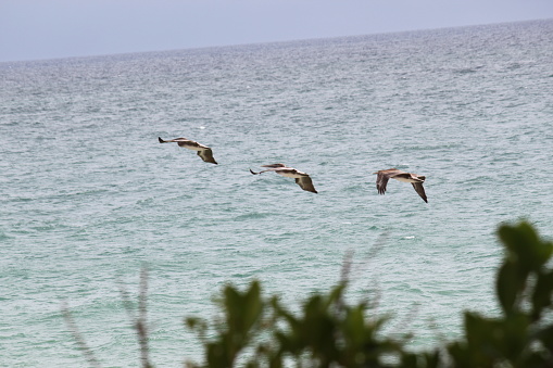 Three Pelican Birds flying in the blue sky over the Atlantic Ocean in Fort Lauderdale, Florida.