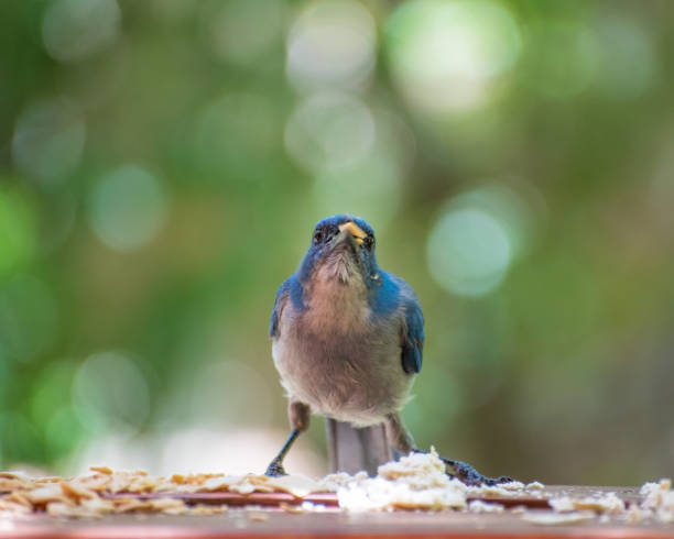 istock Blue bird eating in a wood table outdoors. 1255811192