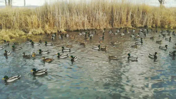 Photo of Duck Flocks Feeding and Swimming in Rural Pond Western Colorado Outdoors