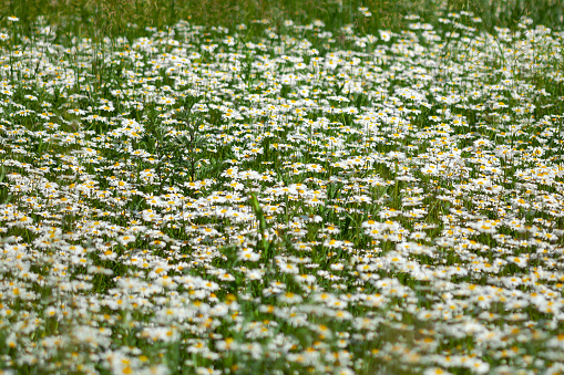 lots of white daisies in the field, use as background or texture