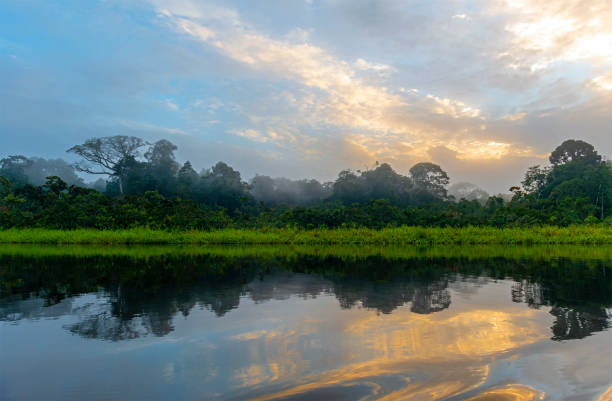 wschód słońca w lasach deszczowych amazonii - orinoco river zdjęcia i obrazy z banku zdjęć