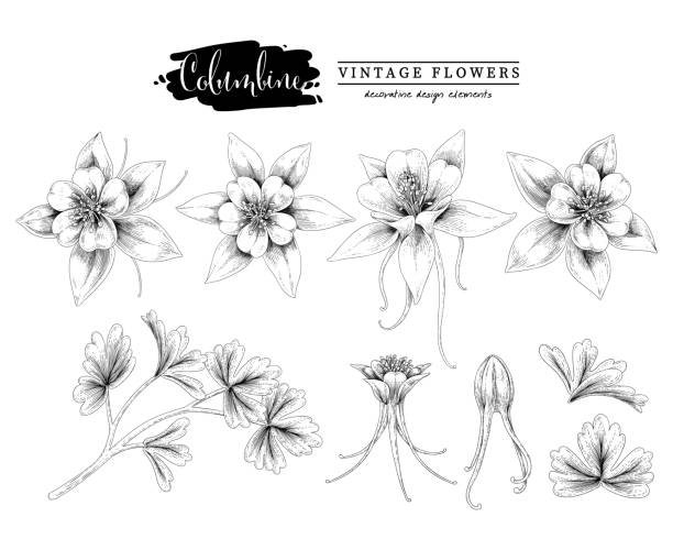 Sketch Floral decorative set. Columbine flower drawings. Black and white with line art isolated on white backgrounds. Hand Drawn Botanical Illustrations. Elements vector. Sketch Floral decorative set. Columbine flower drawings. Black and white with line art isolated on white backgrounds. Hand Drawn Botanical Illustrations. Elements vector. columbine stock illustrations