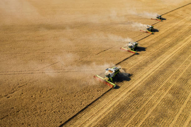 istock Harvesting In Agriculture Crop Field. 1255814202