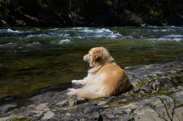 Cute Dog Laying In The Sun Next To A River in Roslyn, WA, United States
