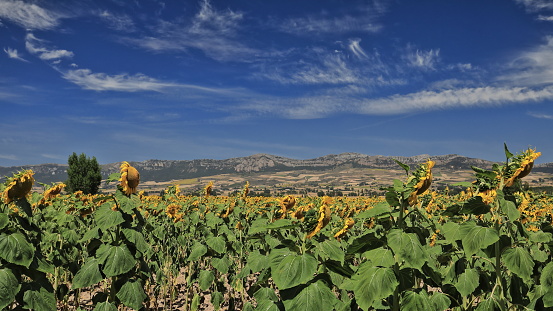Close-up of a sunflower-Helianthus annuus field in its peak season. in La Bureba, CL, Spain