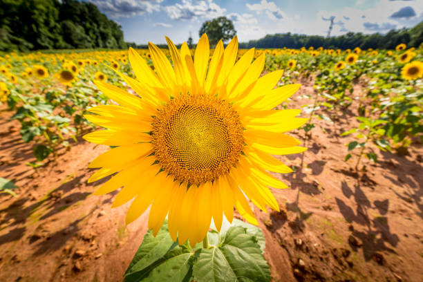Sunflower field in Draper Wildlife Area stock photo
