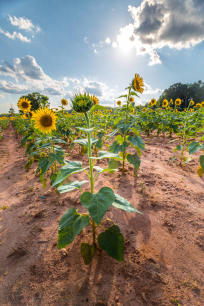 Sunflower field in Draper Wildlife Area stock photo