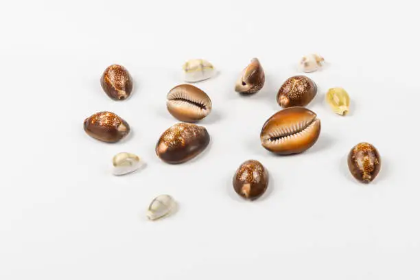 Image with the cowrie shells isolated on white background
