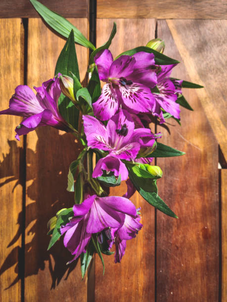 istock Focus in purple flower 1255818081