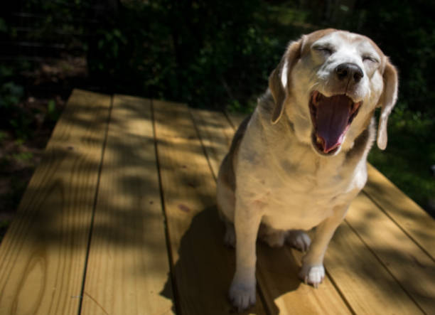 istock Senior Dog Outside During Day 1255820552