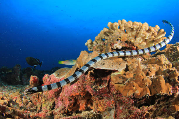 serpiente de mar de bandas - coral snake fotografías e imágenes de stock