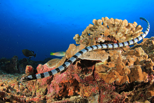 Banded Sea Snake or Krait swimming underwater