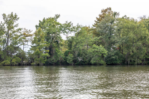 istock Stand of Trees on Georgia Lake 1255822470