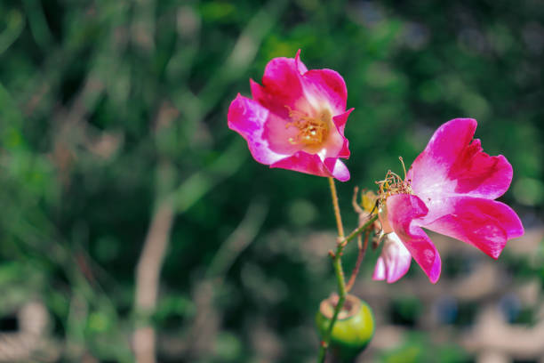 istock close up of old fashioned rose flower 1255822866