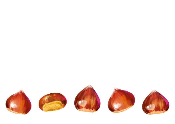Isolated vector illustration of a few scattered chestnuts. Open chestnut prickles. Hand painted watercolor background. Isolated vector illustration of a few scattered chestnuts. Open chestnut prickles. Hand painted watercolor background. Concept for autumn. chestnuts stock illustrations