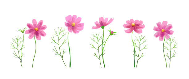 ilustraciones, imágenes clip art, dibujos animados e iconos de stock de ilustración vectorial aislada de flores de cosmos rosa. fondo de acuarela pintado a mano. - multi colored flower red flower head