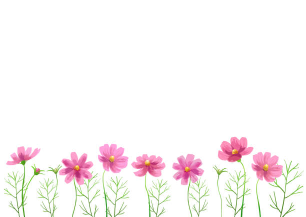 ilustraciones, imágenes clip art, dibujos animados e iconos de stock de ilustración vectorial aislada de flores de cosmos rosa. fondo de acuarela pintado a mano. - multi colored flower red flower head
