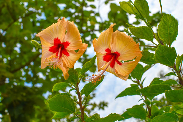 istock White Chaina Rose Mandar Flower On Tree At The Garden. 1255825661