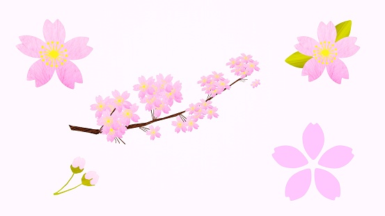 Petals, branches, buds, cherry blossom material
