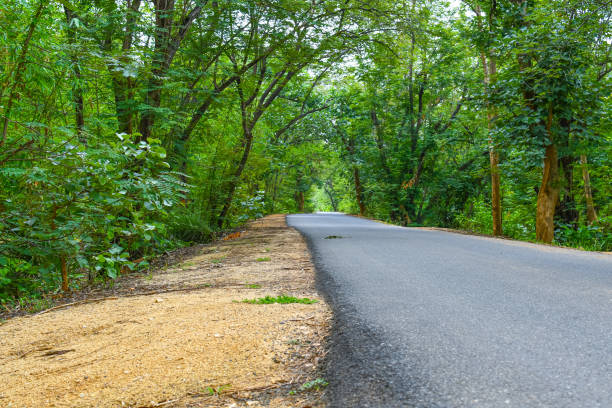 istock Beautiful Road Among Green Nature View Looking Cool 02 1255826368