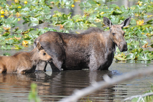 istock Moose with baby moose in Rocky Mountain National Park 1255827012