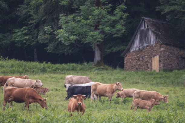 istock rural landscape with a barn and cows 1255833562