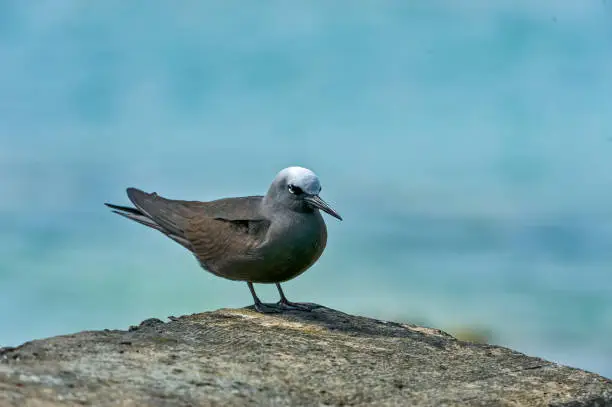 The black noddy or white-capped noddy (Anous minutus) is a seabird from the family Laridae. Papahnaumokukea Marine National Monument, Midway Island, Midway Atoll, Hawaiian Islands