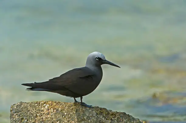 The black noddy or white-capped noddy (Anous minutus) is a seabird from the family Laridae. Papahnaumokukea Marine National Monument, Midway Island, Midway Atoll, Hawaiian Islands