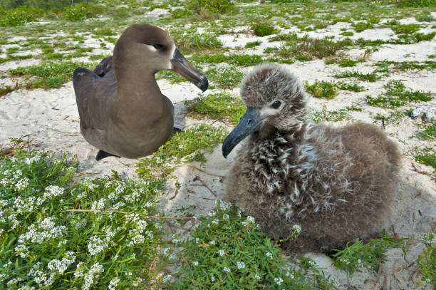Black-footed Albatross, Phoebastria nigripes, is a large seabird from the North Pacific of the albatross family Diomedeidae. It is one of three species of albatross that range in the northern hemisphere, nesting on isolated tropical islands. Unlike many albatrosses, it is dark plumaged. Midway Island, Midway Atoll. Adult and c hick. el albatross, phoebastria nigripes, de patas negras, es una gran ave marina del pacífico norte de la familia de los albatros diomedeidae. es una de las tres especies de albatros que se extienden en el hemisferio norte, anidando en islas tropicales aislada