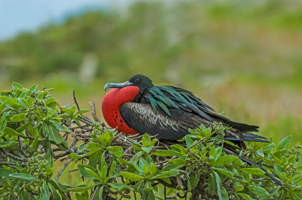 The Great Frigatebird, Fregata minor, is a large dispersive seabird in the frigatebird family. Suliformes. Papahānaumokuākea Marine National Monument, Midway Island, Midway Atoll, Hawaiian Islands. la gran fragata, fregata menor, es una gran ave marina dispersa en la familia de las fragatas. suliformes. monumento nacional marino papah-naumoku-kea, midway island, atolón midway, islas hawaianas. hombre que se muestra con bolsa gular inflada.