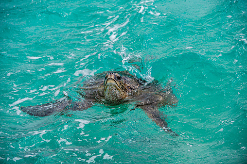 The green sea turtle (Chelonia mydas), also known as green turtle, black (sea) turtle, or Pacific green turtle, is a large sea turtle of the family Cheloniidae. Found in the waters of Papahnaumokukea Marine National Monument, Midway Island, Midway Atoll, Hawaiian Islands. Swimming.