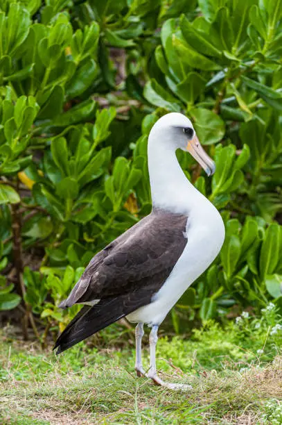 Laysan Albatross, Phoebastria immutabilis, is a large seabird that ranges across the North Pacific. Papahnaumokukea Marine National Monument, Midway Island, Midway Atoll, Hawaiian Islands