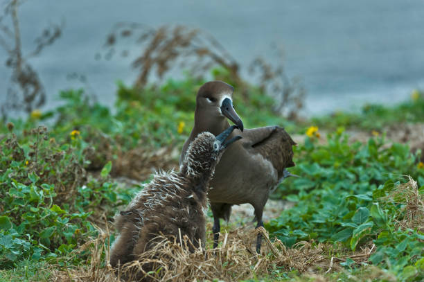 Black-footed Albatross, Phoebastria nigripes, is a large seabird from the North Pacific of the albatross family Diomedeidae. It is one of three species of albatross that range in the northern hemisphere, nesting on isolated tropical islands. Unlike many albatrosses, it is dark plumaged. Midway Island, Midway Atoll. Adult and c hick. el albatross, phoebastria nigripes, de patas negras, es una gran ave marina del pacífico norte de la familia de los albatros diomedeidae. es una de las tres especies de albatros que se extienden en el hemisferio norte, anidando en islas tropicales aislada
