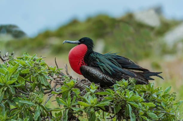 The Great Frigatebird, Fregata minor, is a large dispersive seabird in the frigatebird family. Suliformes. Papahānaumokuākea Marine National Monument, Midway Island, Midway Atoll, Hawaiian Islands. la gran fragata, fregata menor, es una gran ave marina dispersa en la familia de las fragatas. suliformes. monumento nacional marino papah-naumoku-kea, midway island, atolón midway, islas hawaianas. hombre que se muestra con bolsa gular inflada.