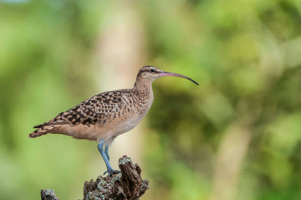 The Bristle-thighed Curlew, Numenius tahitiensis, is a medium-sized shorebird that breeds in Alaska and winters on tropical Pacific islands. It has a long, decurved bill and bristled feathers at the base of the legs. Papahnaumokukea Marine National Monument, Midway Island, Midway Atoll, Hawaiian Islands. el curlew, numenius tahitiensis, muslo de cerdas, es un ave costera que se reproduce en alaska e inverna en las islas tropicales del pacífico. tiene un pico largo y curvado y plumas erizadas en la base de las piernas. monumento nacional marino papah-naumo
