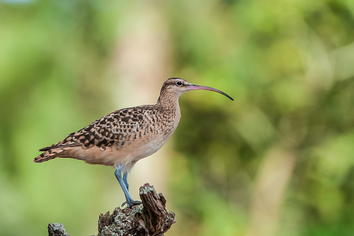 The Bristle-thighed Curlew, Numenius tahitiensis, is a medium-sized shorebird that breeds in Alaska and winters on tropical Pacific islands. It has a long, decurved bill and bristled feathers at the base of the legs. Papahnaumokukea Marine National Monument, Midway Island, Midway Atoll, Hawaiian Islands.