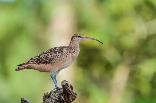 Photo of The Bristle-thighed Curlew, Numenius tahitiensis, is a shorebird that breeds in Alaska and winters on tropical Pacific islands. It has a long, decurved bill and bristled feathers at the base of the legs. Papahānaumokuākea Marine National Monument, Midway