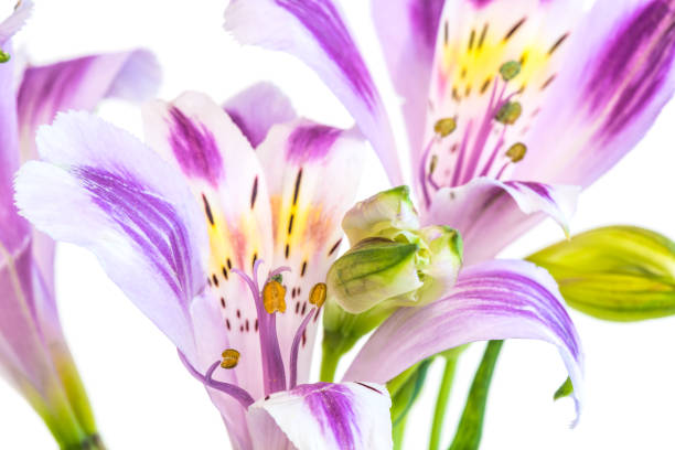 istock Alstroemeria or Peruvian lily flower with stamens, close-up on a white background. 1255834589