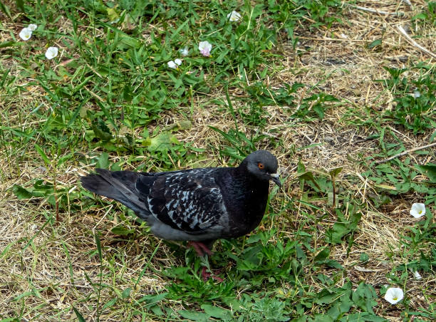 istock city pigeon walk in the green grass 1255836213