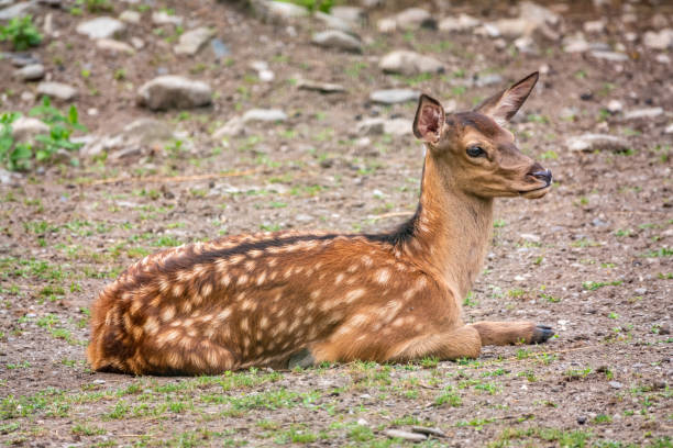 istock A young sika deer Lying on the ground and grass 1255838250