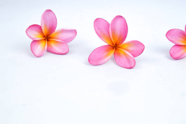 istock Beautiful tropical frangipani (plumeria) flowers isolated on white background 1255838970